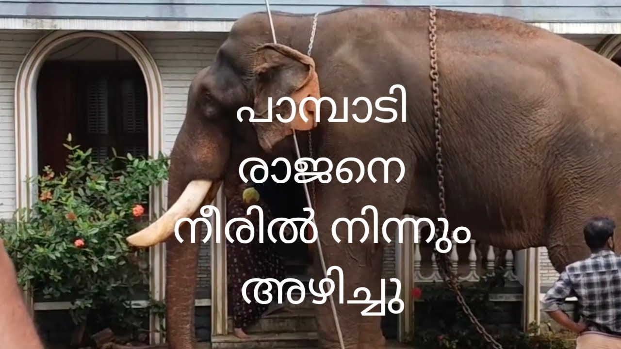 പാമ്പാടി രാജനെ നീരിൽ നിന്നും അഴിച്ചു❤️🥰#elephant #pampadyrajan #anapremi #keralaelephant #subscribe
