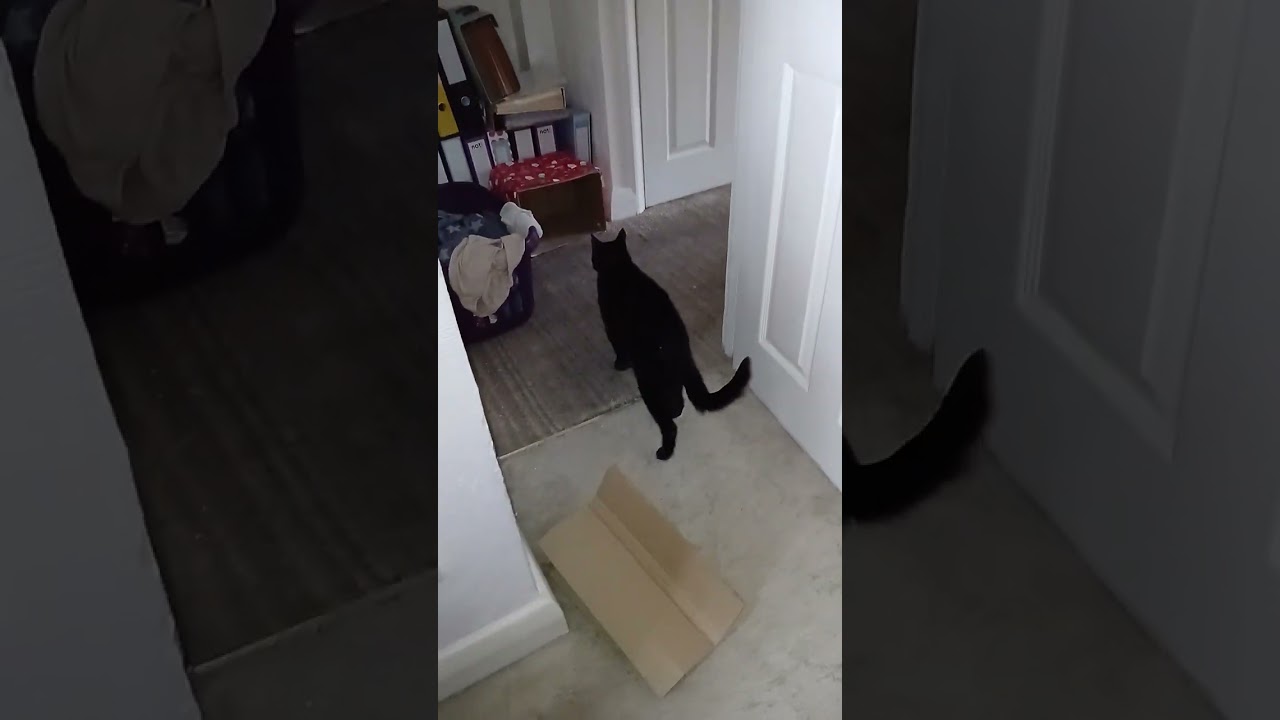 Nero and Figaro helping today note Nero in cupboard 