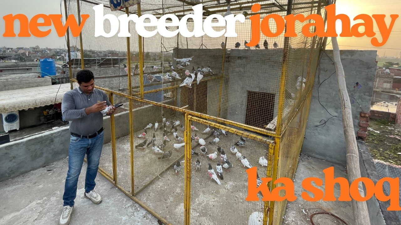 BAND ANKH KA NEW BREEDER JORAHY KA SHOQ#pigeon #bird #viralvideo #viral #kabootar #kabutar #pets