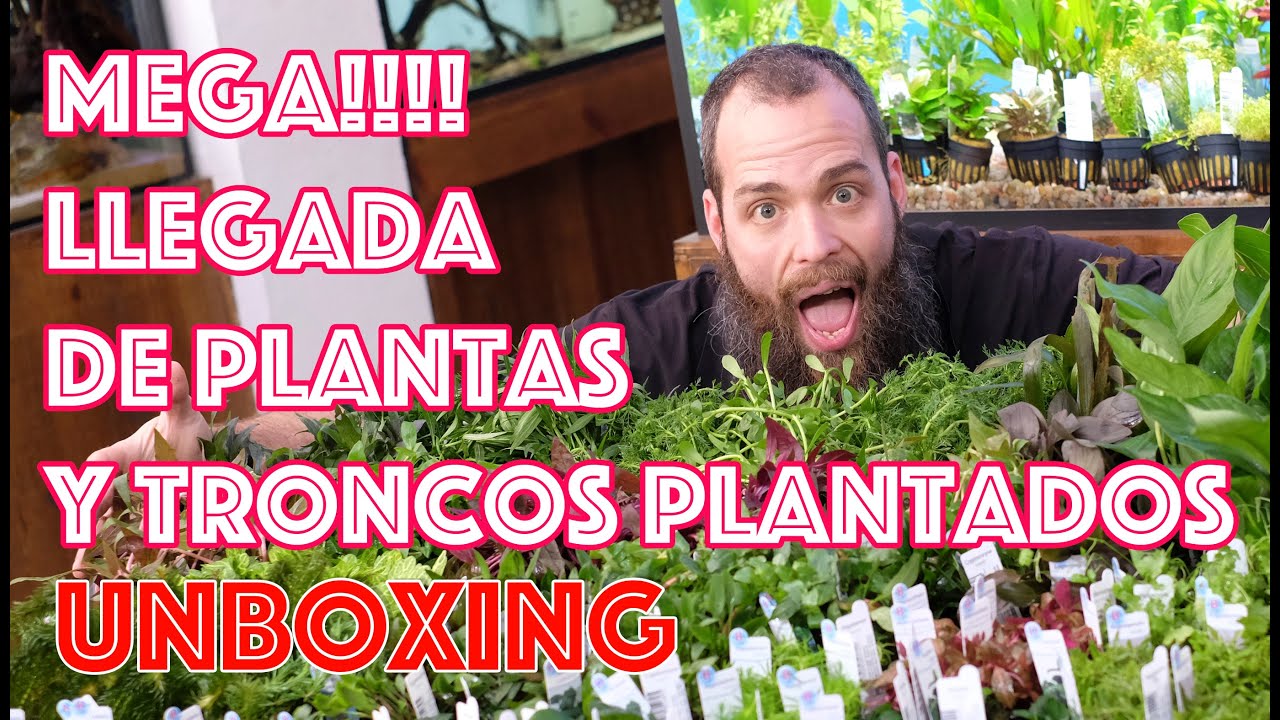 Gran llegada de plantas 🌱🌿☘️ para acuarios, troncos plantados 🌳 y musgos - UNBOXNG 📦