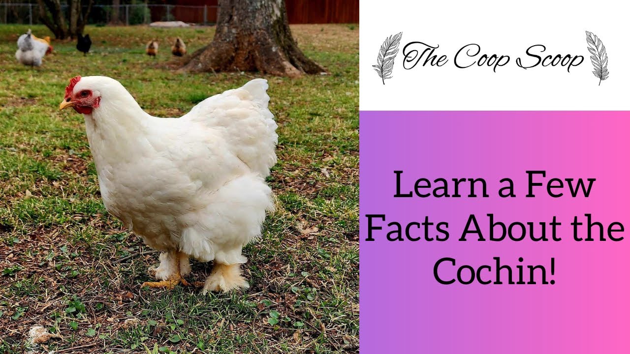 Learn a few facts about the Cochin chicken breed and meet my girl Lindy!