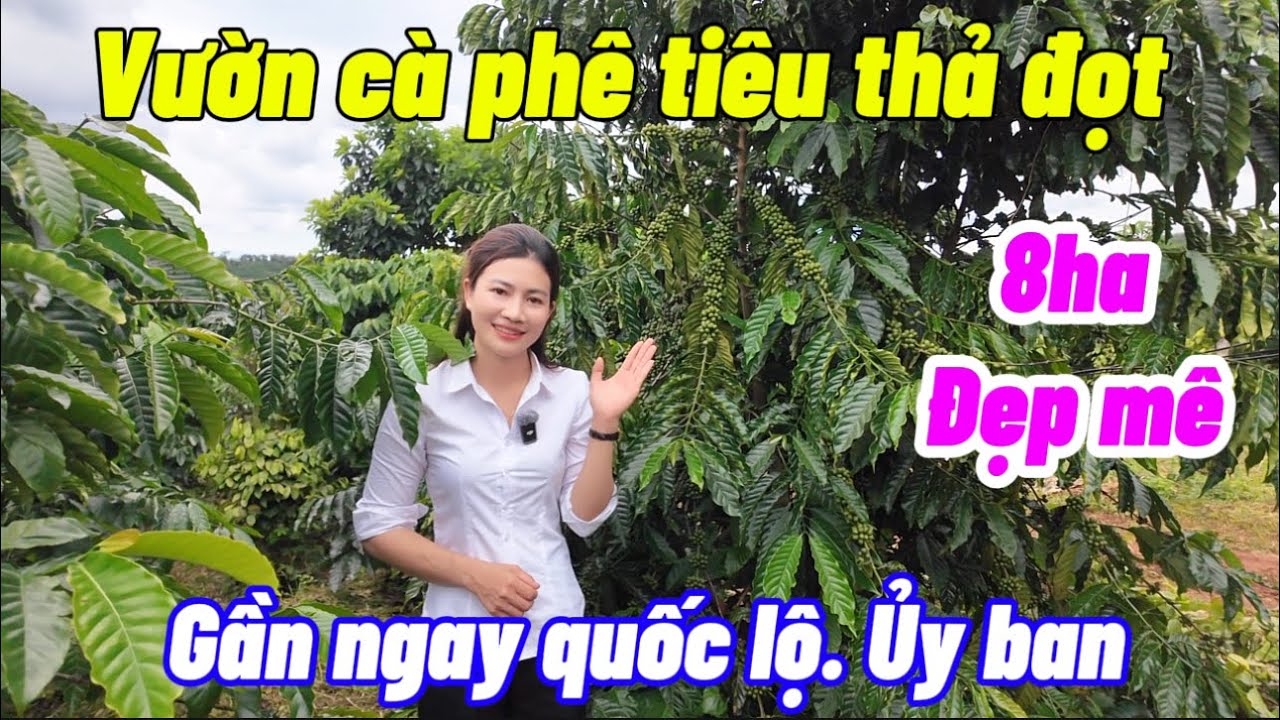 SIÊU PHẨM vườn cà phê thả đọt cách quốc lộ trung tâm xã chỉ 800m 
