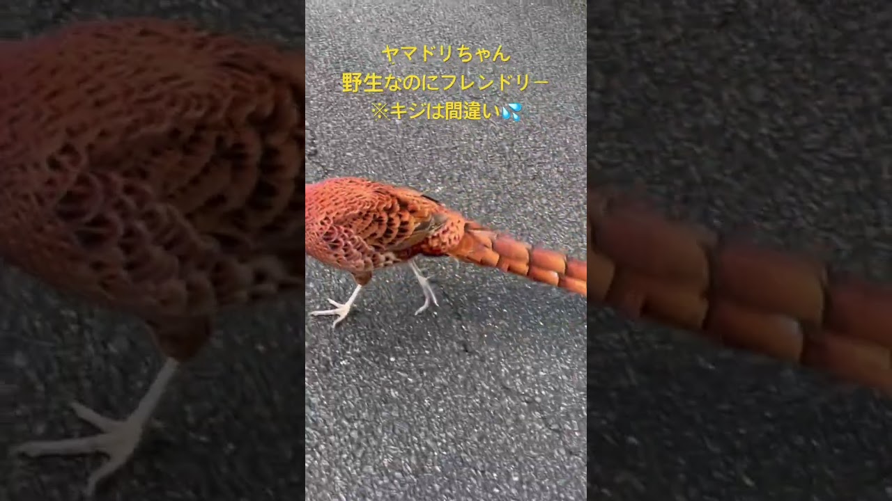 帰り道ヤマドリに出会った人懐っこいから別れが辛いわ🥰