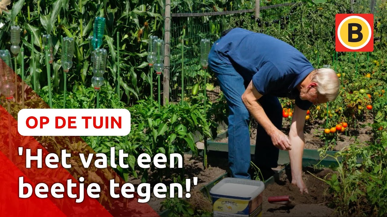 Aardappels oogsten in tropische temperaturen | Op de tuin