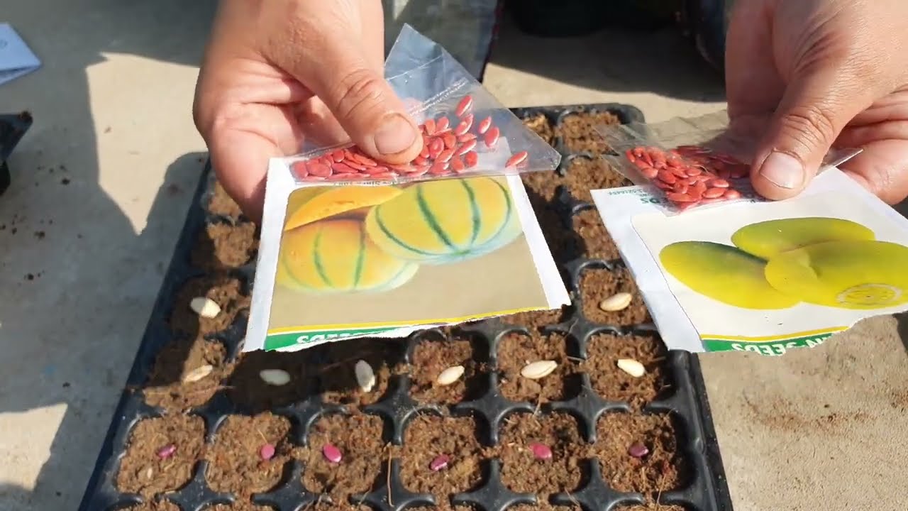 Planted all summer seeds 