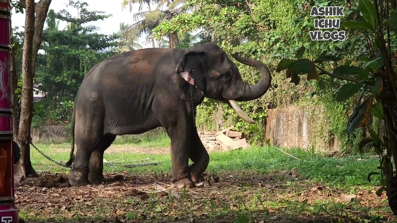 കൊച്ചു ഗുരുവായൂർ ഗോവിന്ദൻ 💥