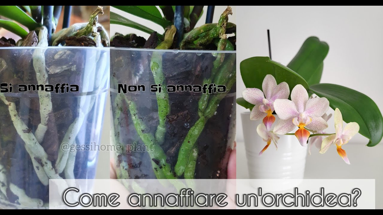 Come si annaffia un'orchidea? A bordo vaso o per immersione? #phalaenopsis #orchidea #annaffiatura
