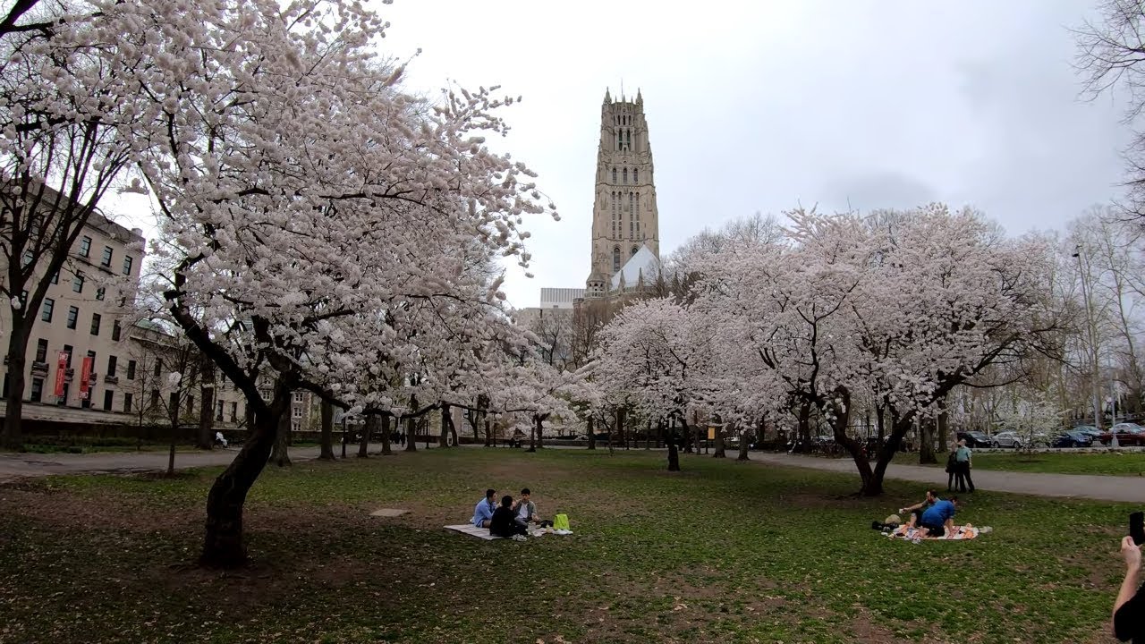 ⁴ᴷ⁶⁰ Walking NYC : Sakura Park, Morningside Heights, Manhattan