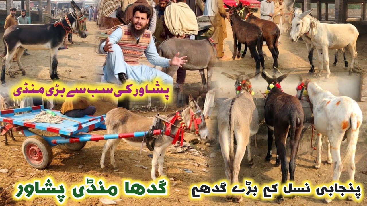 Donkey Market Peshawar Dec 2024 Updates | Khota/Gadah Mandi | Izhar Ali Shah Vlogs