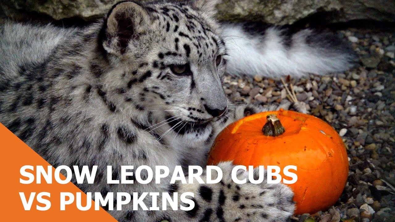 Snow leopard cubs vs Pumpkins