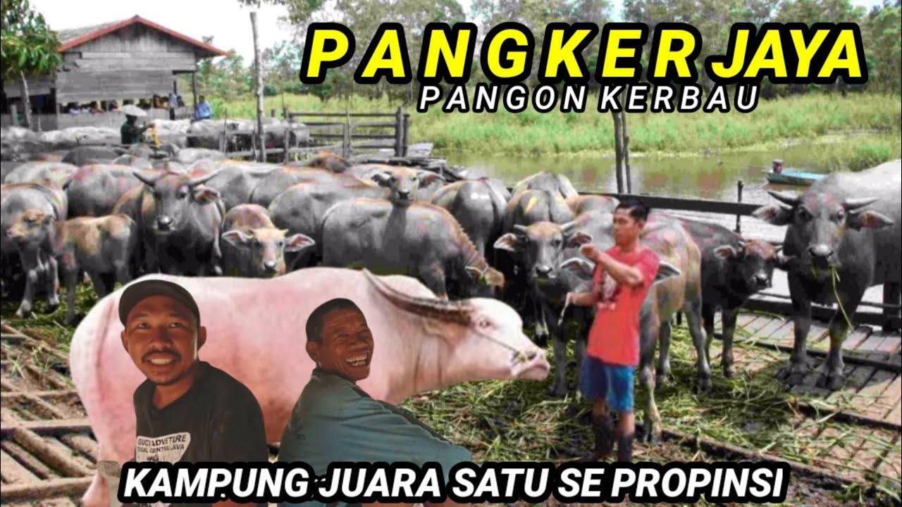 VIRALKAN !! KAMPUNG KERBAU ,HANYA DISINI KAMPUNG KHUSUS KERBAU TINGGAL (PANGKER JAYA).