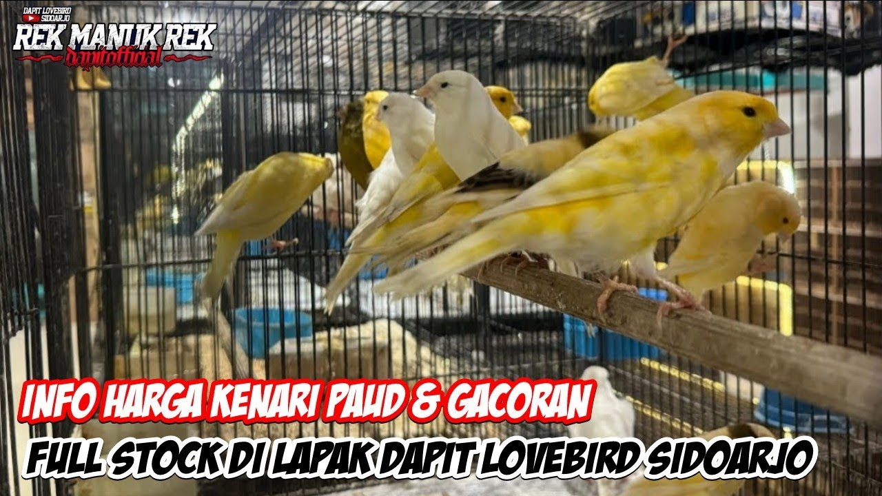 INFO HARGA KENARI PAUD DAN GACORAN DI DAPIT LOVEBIRD SIDOARJO