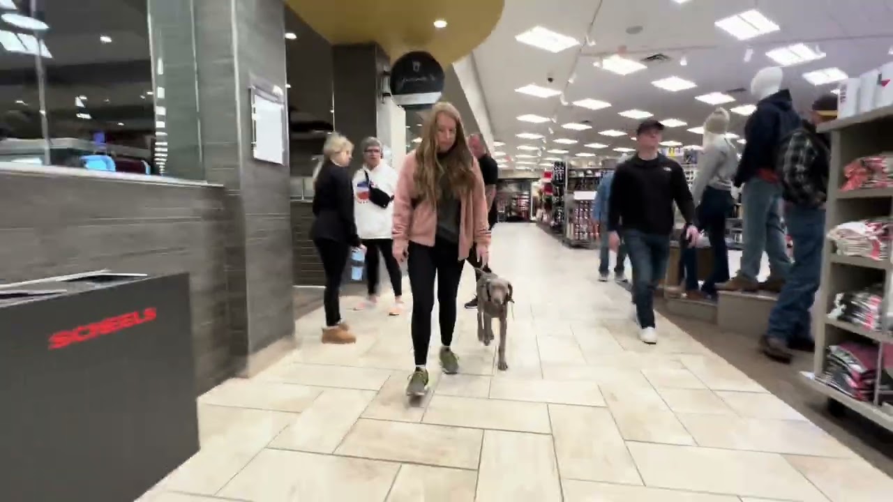 Coco - 5 Month Old Female Weimaraner Training