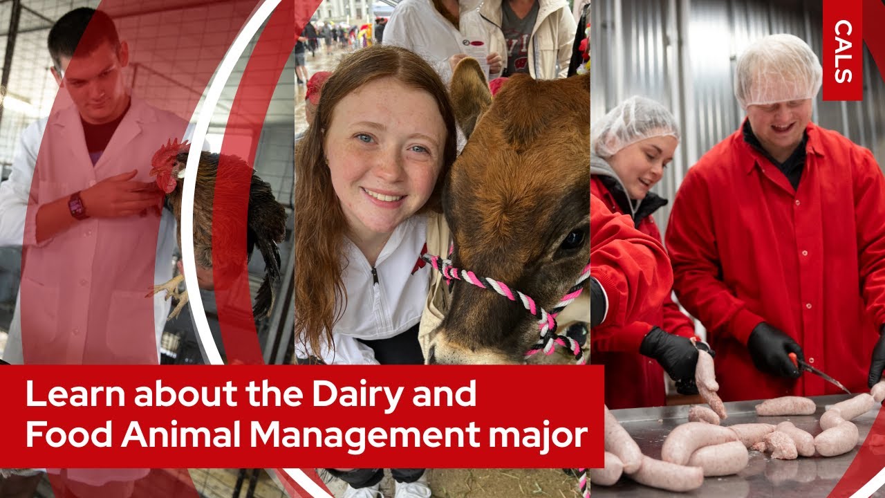 Learn about the Dairy and Food Animal Management major at UW–Madison