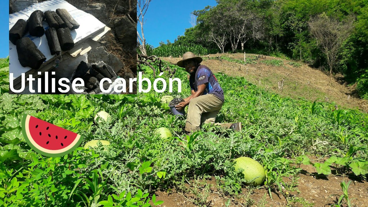 el carbón es buenísimo para las plantas de sandia compruébalo