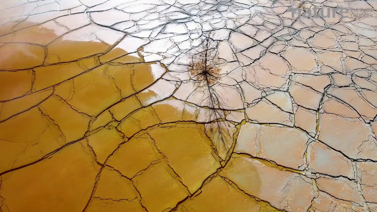 Aerial shot of a dead tree by an artificial lake, polluted by extractive mining by Rio Tinto