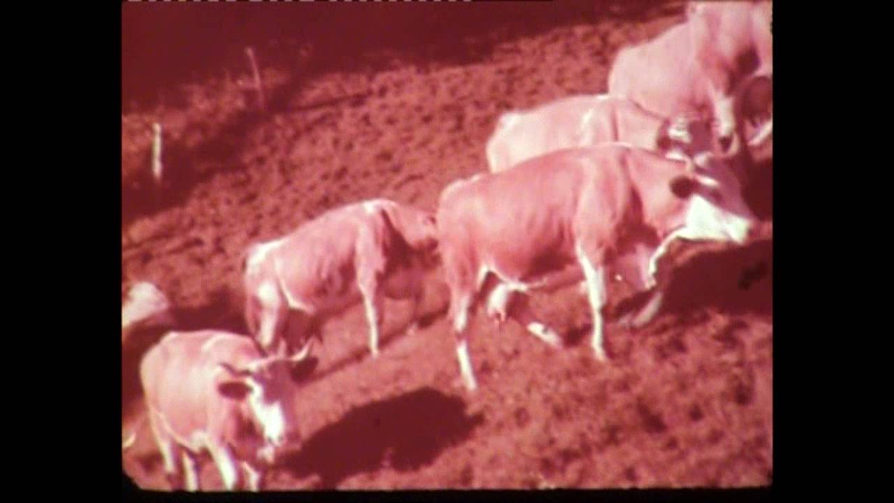 Glück im Stall (Schweiz, 1964)