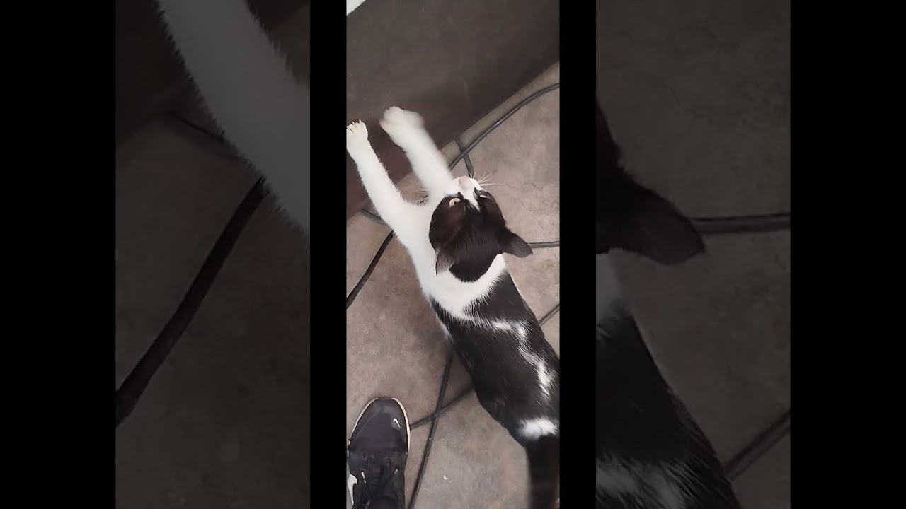 🐕‍🦺🦮🐈🐈‍⬛🐈‍⬛🐈‍⬛🥰🤔