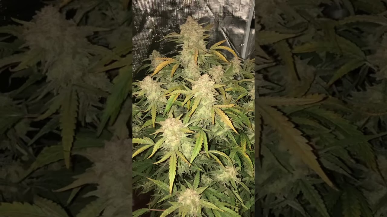 Westcoast OG from Fastbuds