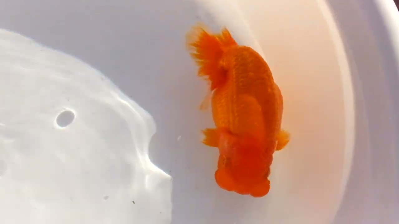 DSCF3588