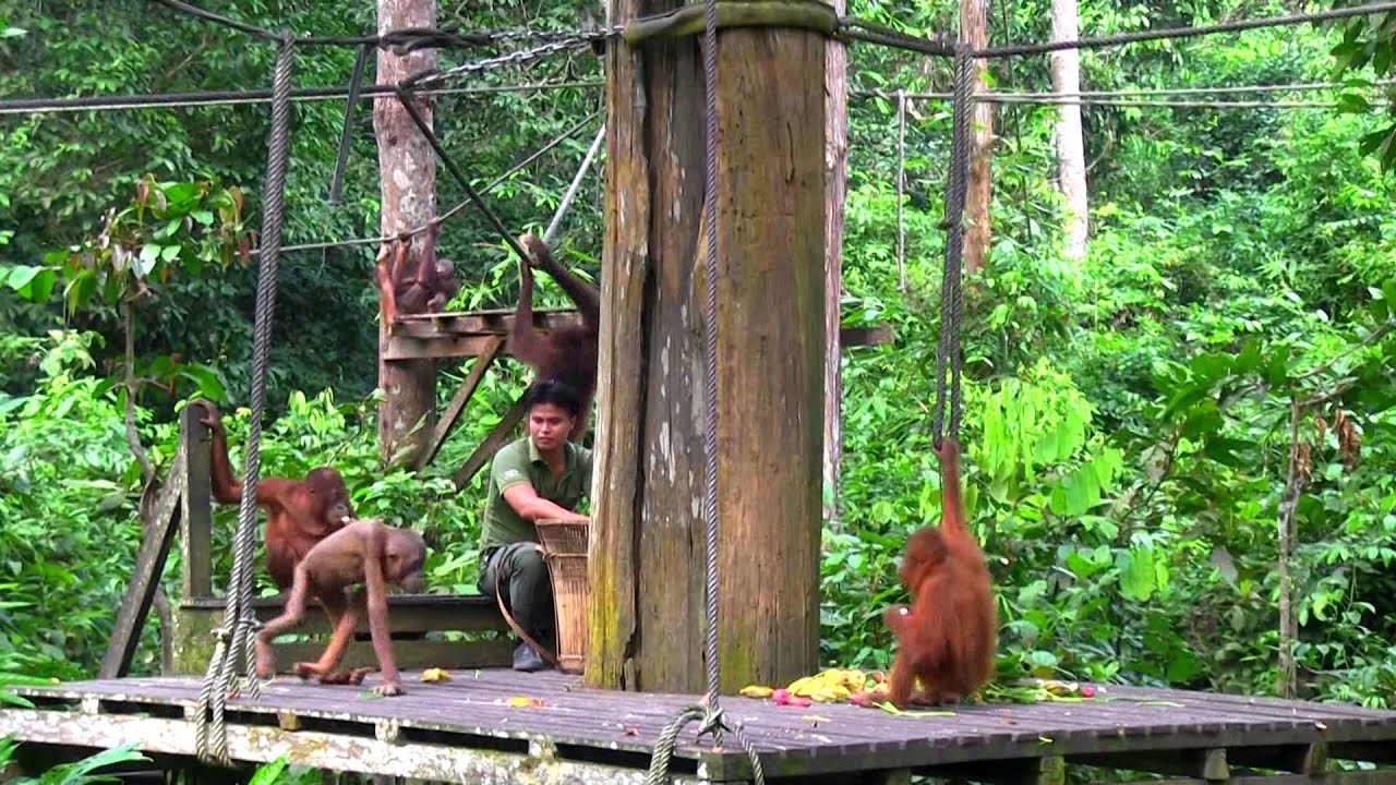 Sepilok Orangutan Rehabilitation Center Sabah Borneo, The Orangutan Appeal UK