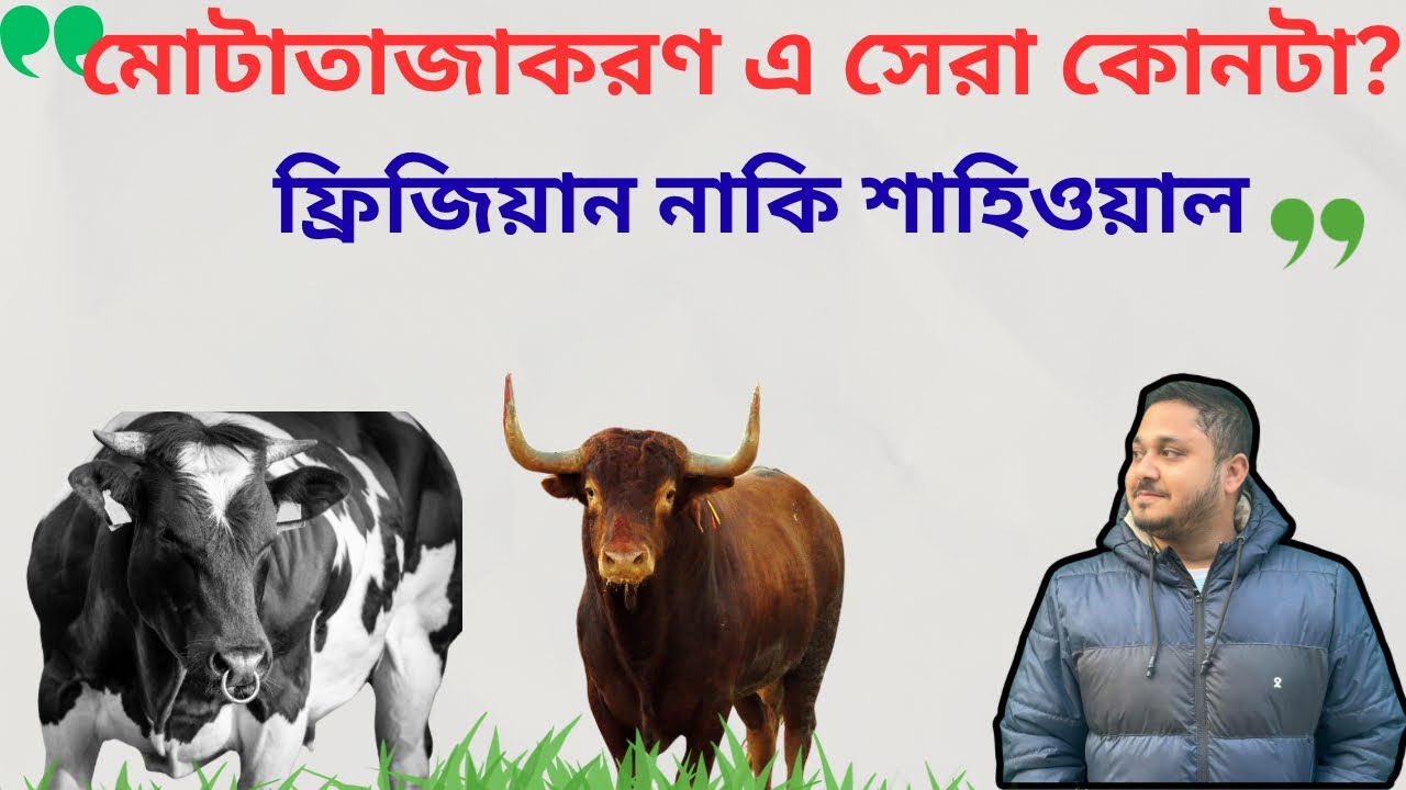 মোটাতাজাকরণ এর জন্য সেরা কোন জাতের ষাড়? ফ্রিজিয়ান নাকি শাহিওয়াল কোনটা সেরা মোটাতাজাকরণ এ| ভিডিও-১২৪|