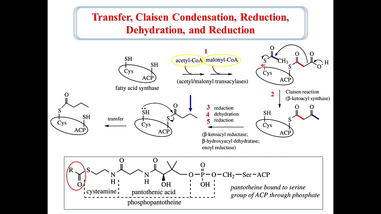 Acetate pathway
