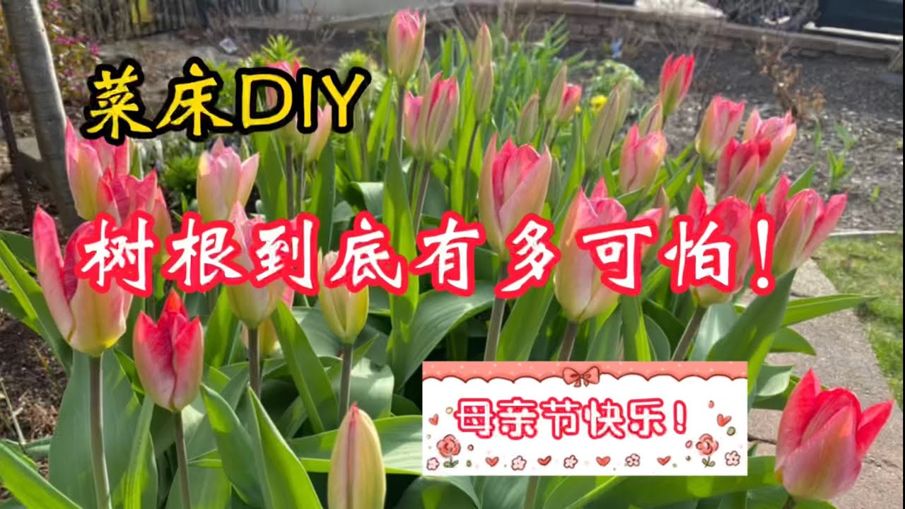 菜床DIY | 树根到底有多可怕！| 自制菜床