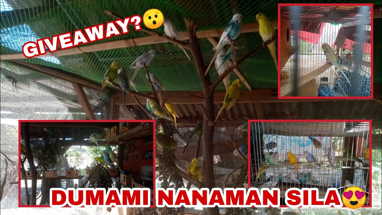 PAANO DUMAMI ANG AKING MGA PARAKEETS? PART 2🦜 | Bro MikeG