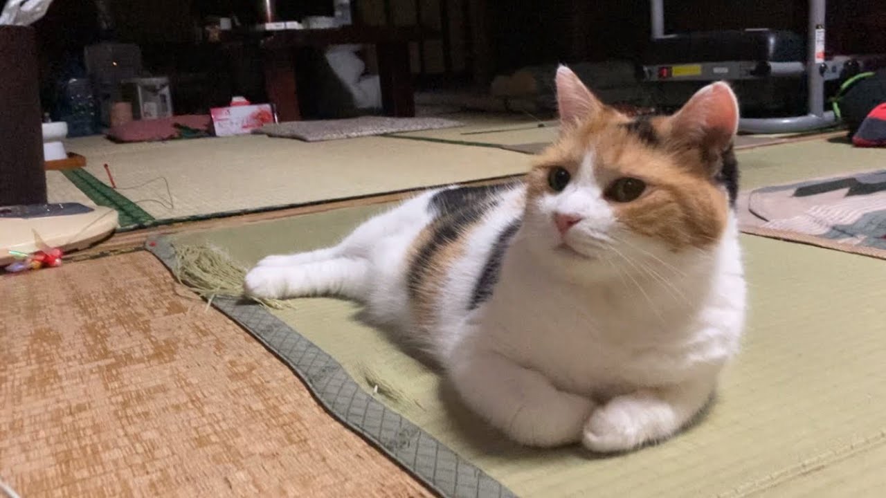 【三毛猫】猫のテレビを見ている時の反応（2023年7月26日）