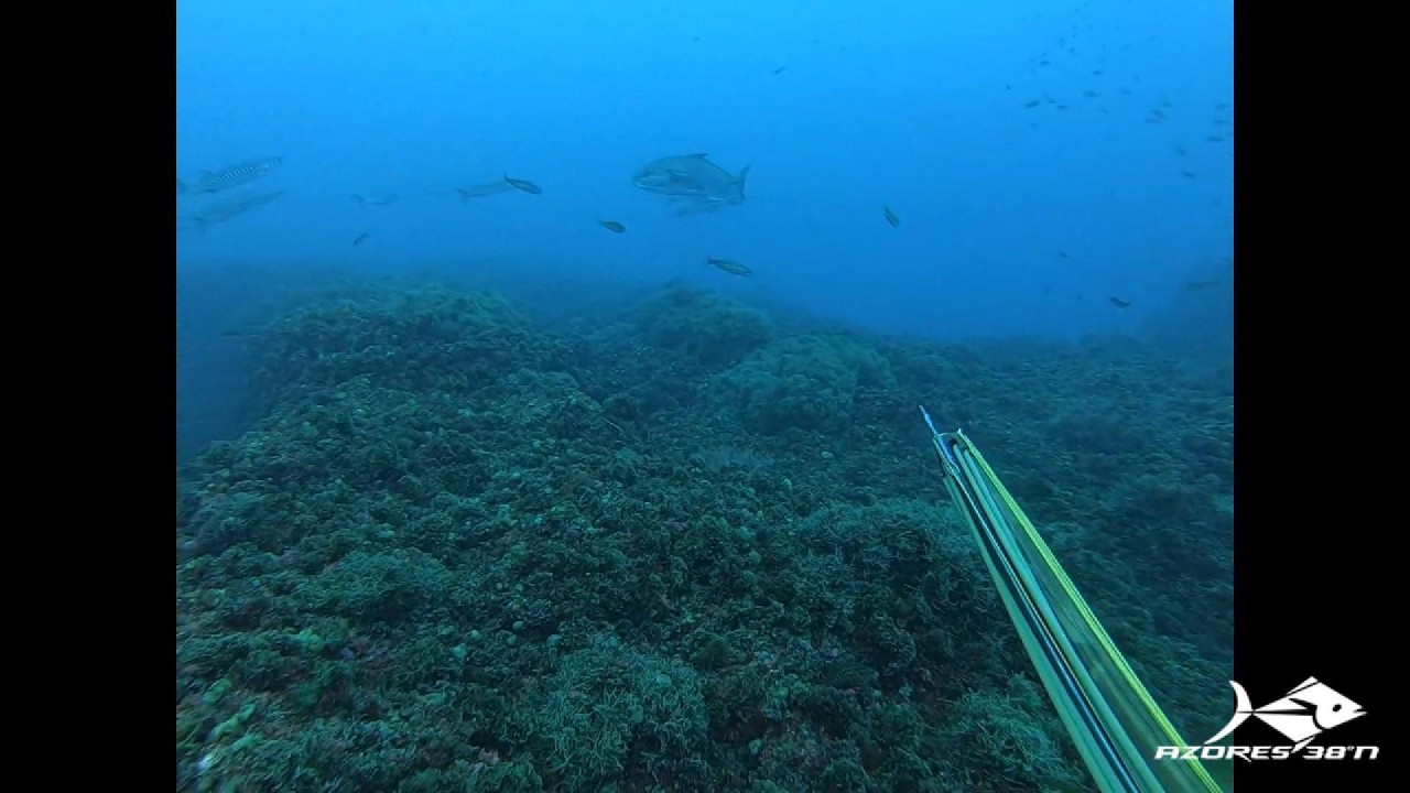 Remake - Spearfishing in Summer IV - 2019