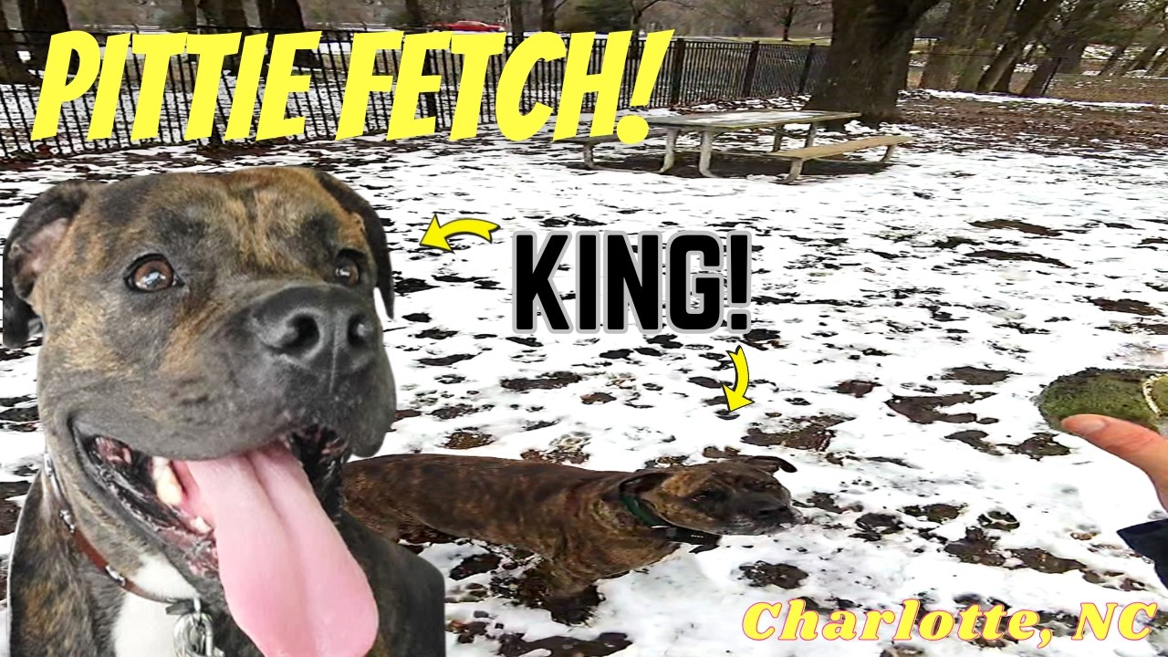 MUDDY FETCH in the SLOPPY Snow | Quick Dog Walk Fitness