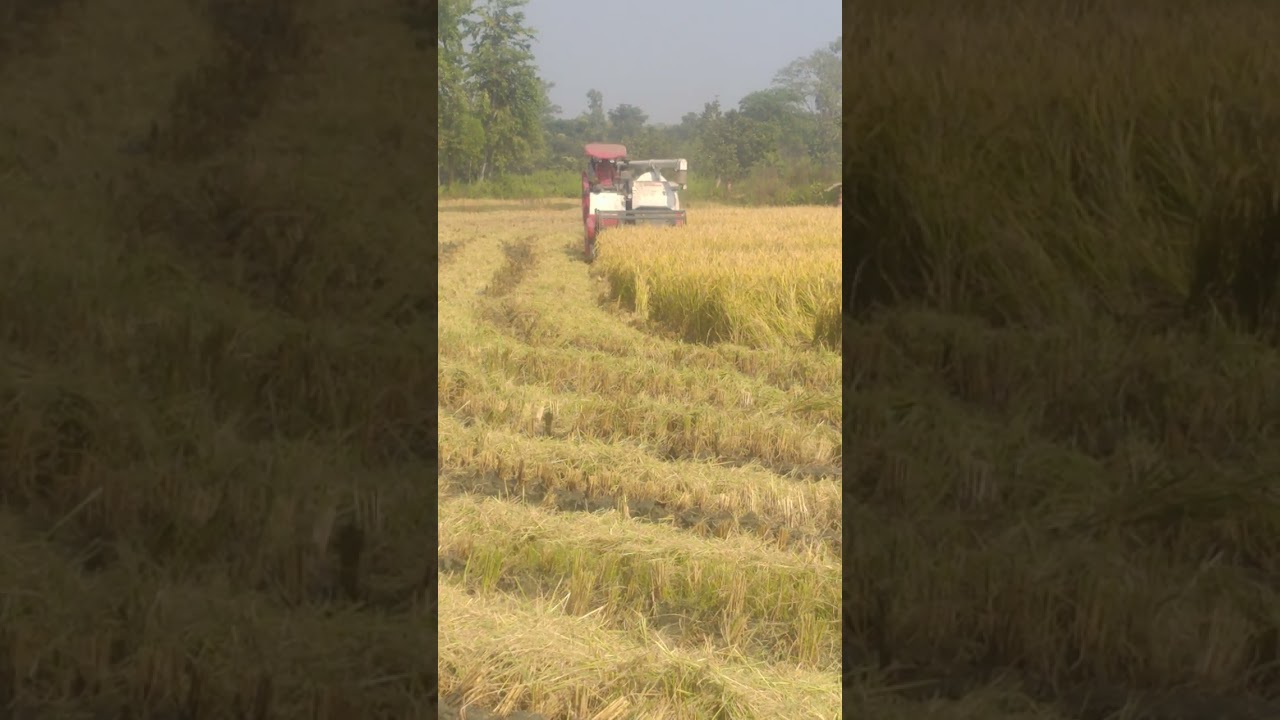 Rice cutting machine//धान काटने वाला मशीन।// 