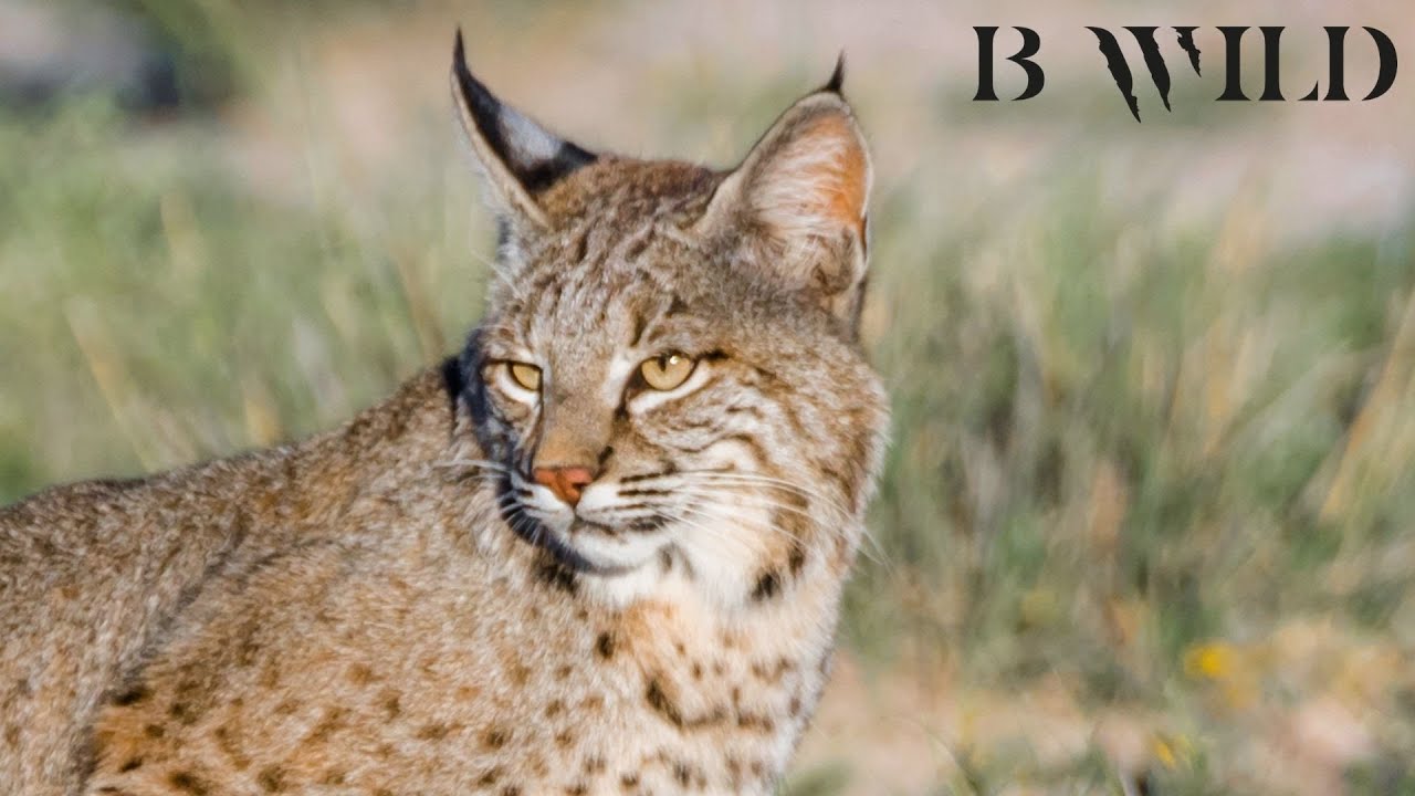 El Lince Rojo - Gato Montés / Felinos de México / Sony, Nikon & Browning / Fotocacería / HD / México