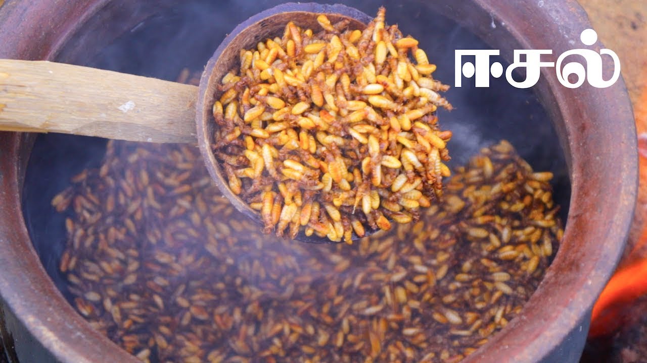Eesal | Cooking Eating Winged TERMITES | Healthy village food | Village Cooking Channel