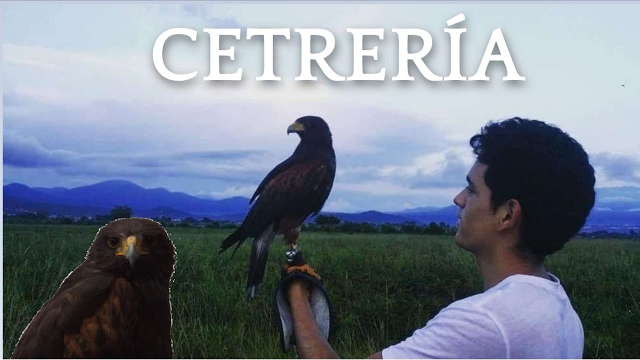 ¿Cómo adiestrar a tu Aguililla de Harris?