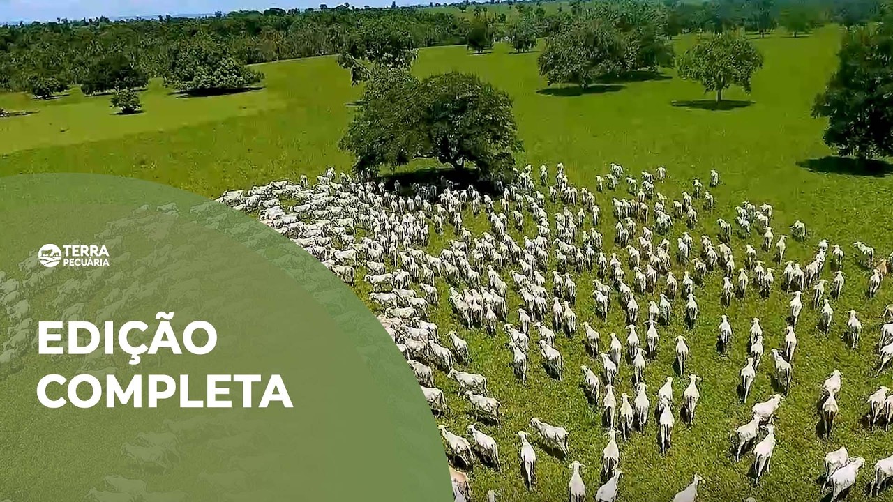 TERRA PECUÁRIA - Edição Completa 08/02