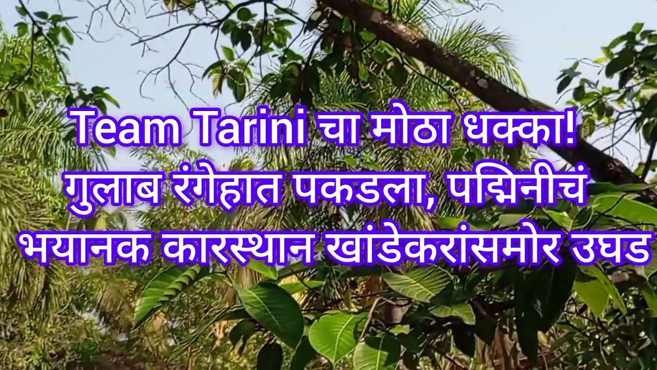 Team Tarini चा मोठा धक्का! गुलाब रंगेहात पकडला, पद्मिनीचं भयानक कारस्थान खांडेकरांसमोर उघड
