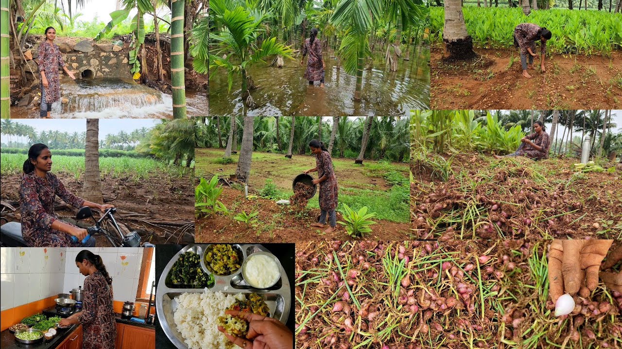 காட்டுல கடல் மாறி தண்ணி போனாலும் வெங்காயம் அறுவடை எப்படினு பாருங்க/Farm to home healthy lunch menu