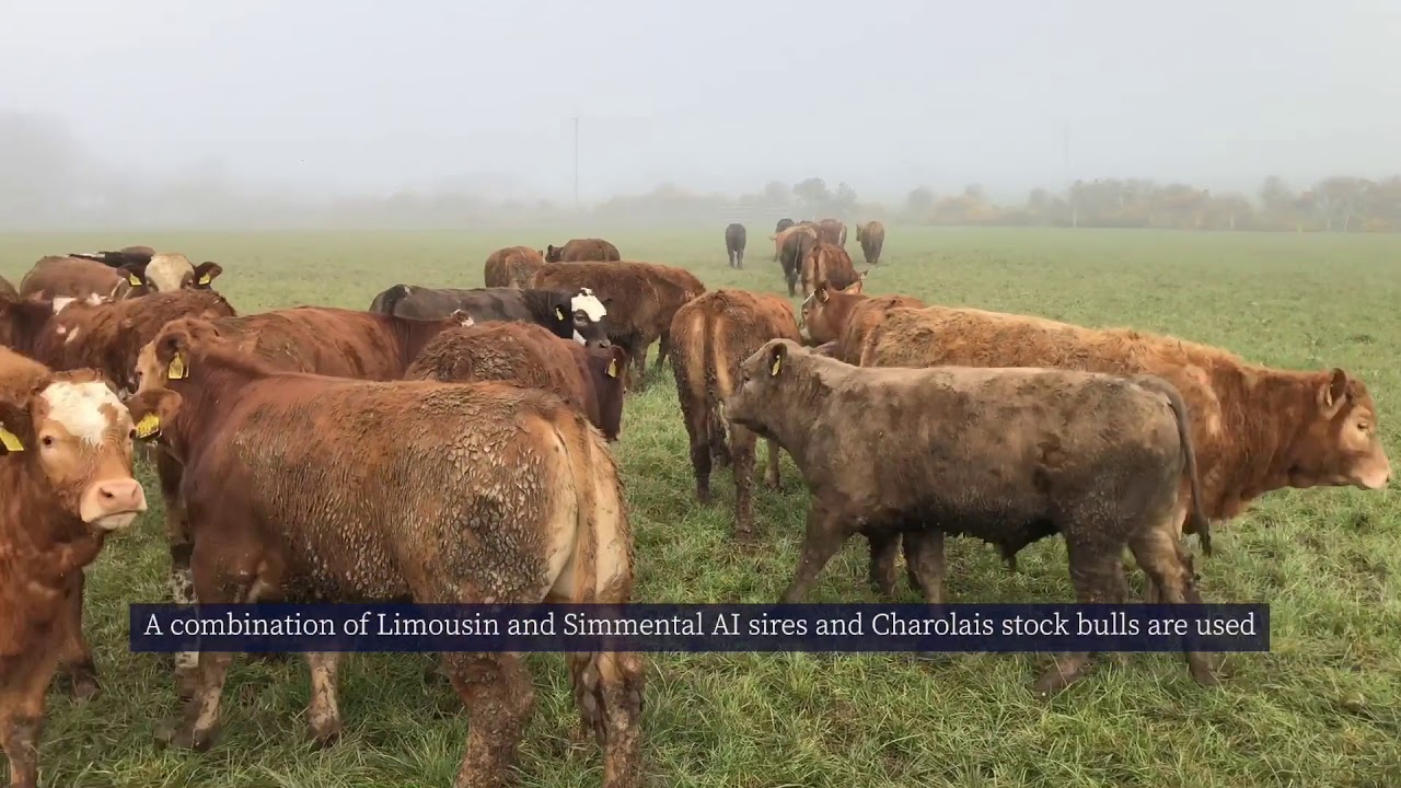 BETTER Farm update: Maurice Hearne