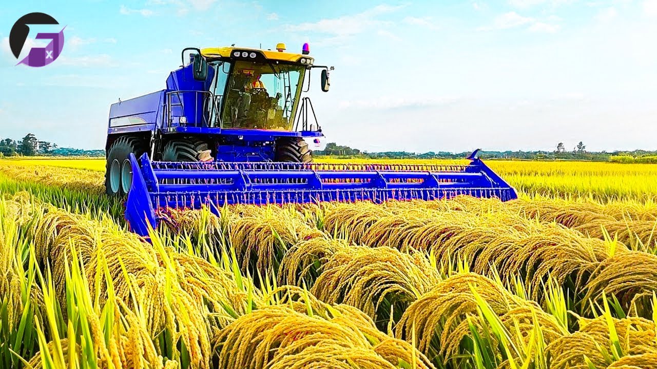 How Taiwan Farmers Plant & Grow Massive Tons of Rice | World's Most Premium Rice Process
