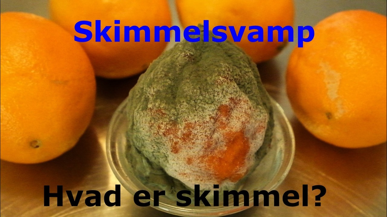 Hvad er skimmelsvamp (mug)? Af fødevareekspert Michael Rene
