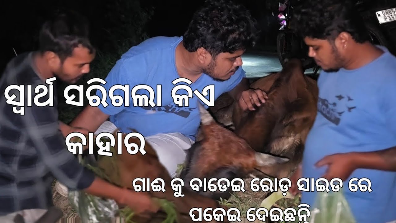 Kindness Still Lives 💔 | Feeding a Hungry Cow | Odia Emotional Video | #video #bajrangbali