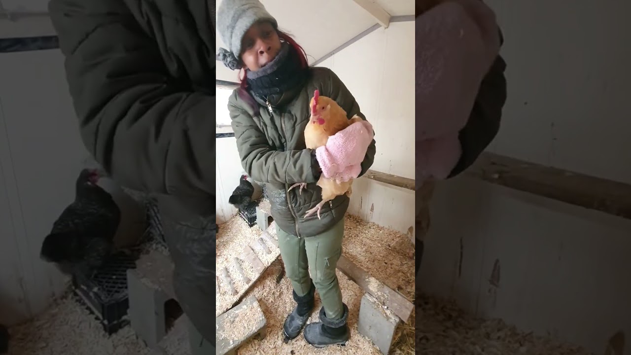 It is just too cold outside for my chickens! I have to take action, now!!!