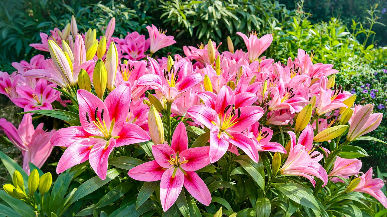 Сад, полный розовых лилий 🌸 Спокойная природа, умиротворяющая душу и разум 💗