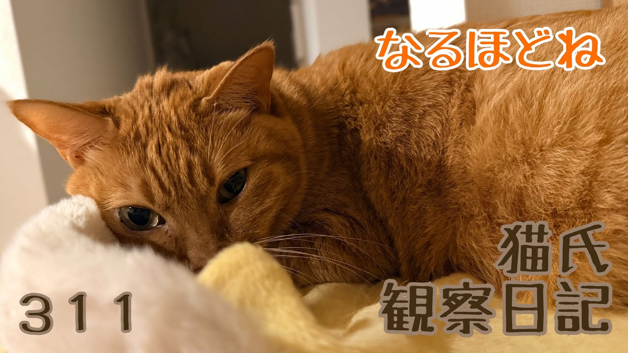 猫氏観察日記 なるほどね