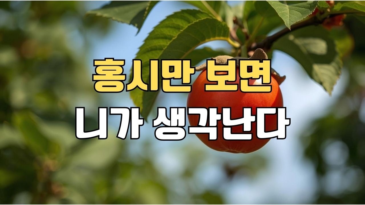 홍시 하나 | 홍시만 보면 생각나는 그 사람 (신나는 감성 트로트)