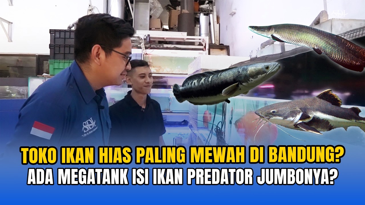 TOKO IKAN HIAS PALING MEWAH DI BANDUNG? ADA MEGATANK ISI IKAN PREDATOR JUMBONYA⁉️