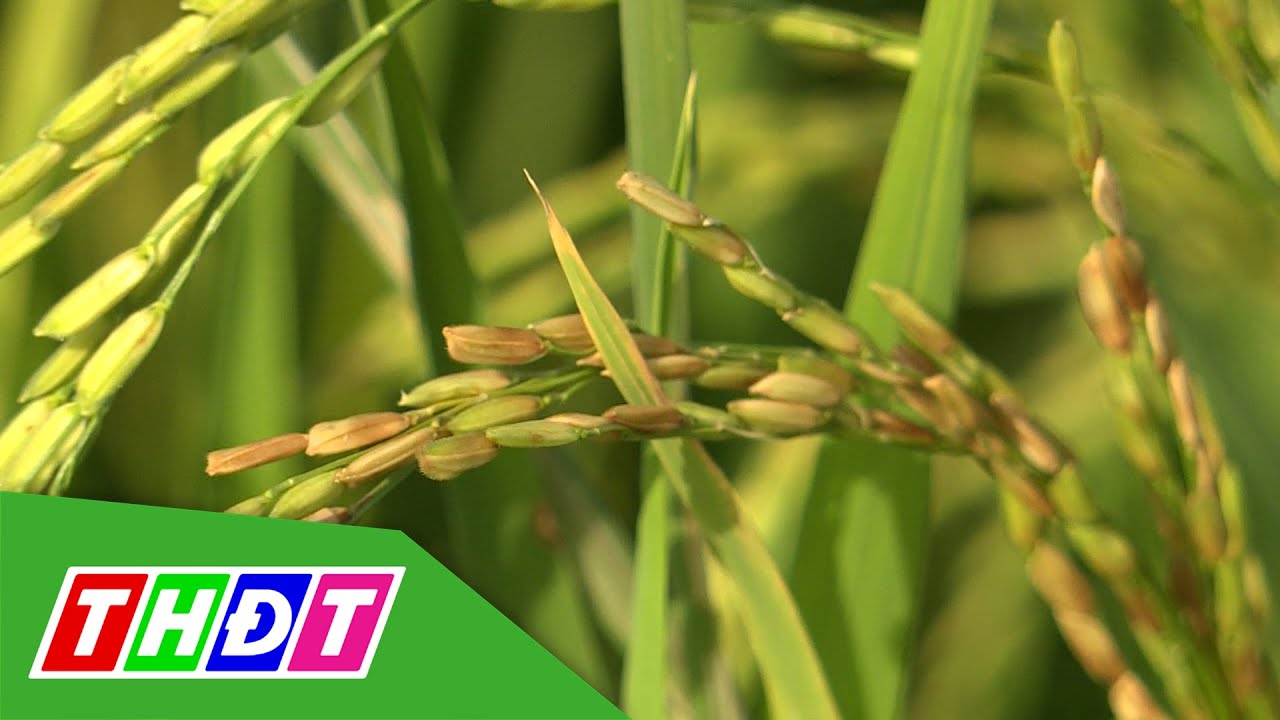 Quản lý hiệu quả bệnh vi khuẩn vụ lúa Thu đông | Khuyến nông - 20/7/2021 | THDT