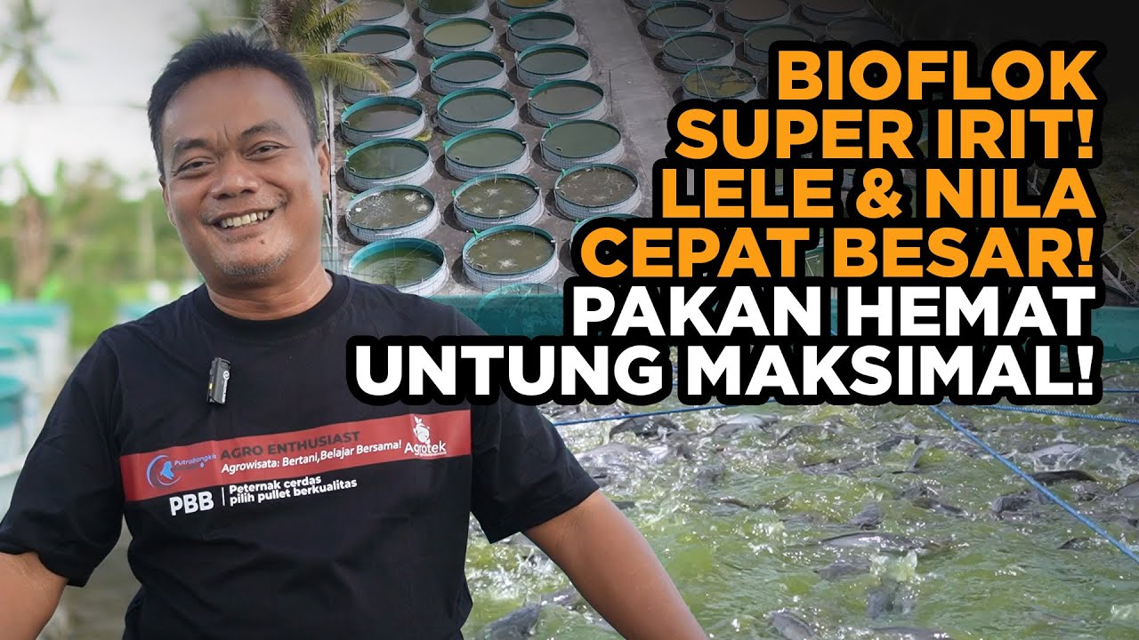 Panen Cepat, Pakan Irit! Petani Ini Sukses Budidaya Nila & Lele Bioflok Skala Nasional!